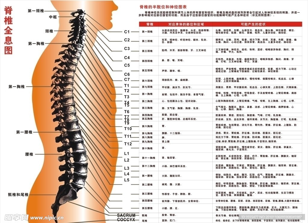 脊椎图