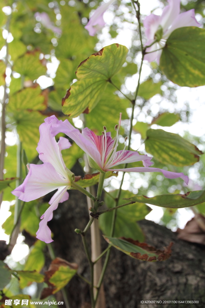 高清花蕊
