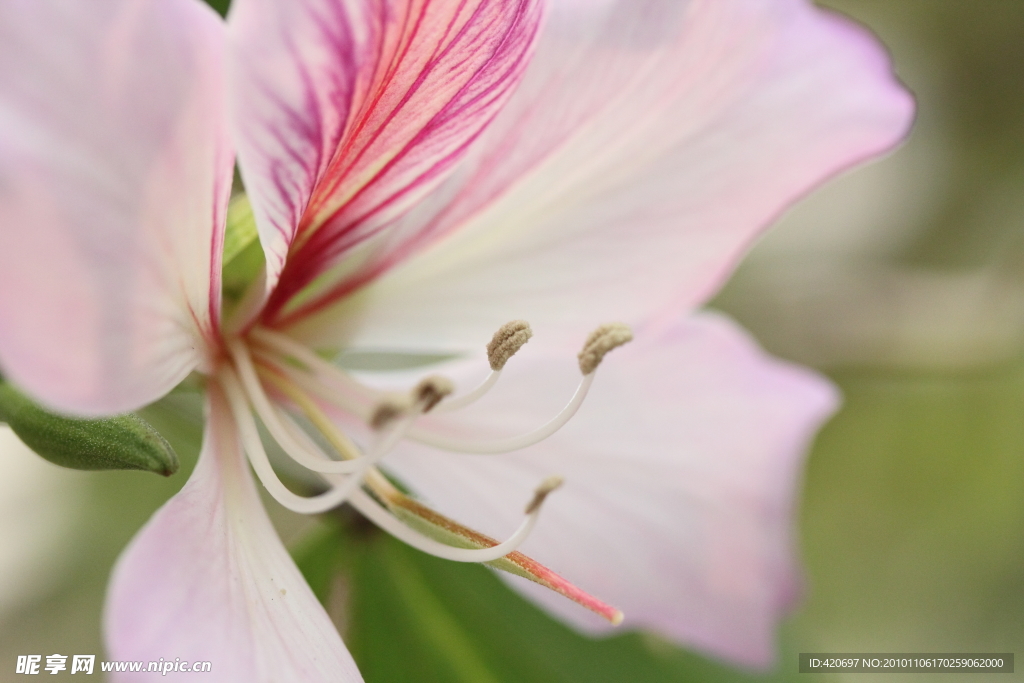 高清花蕊