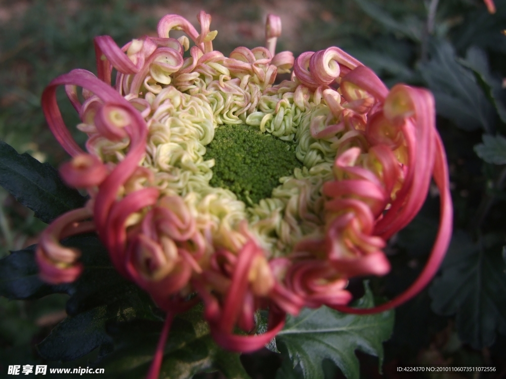 菊花