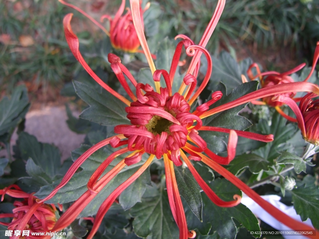 菊花
