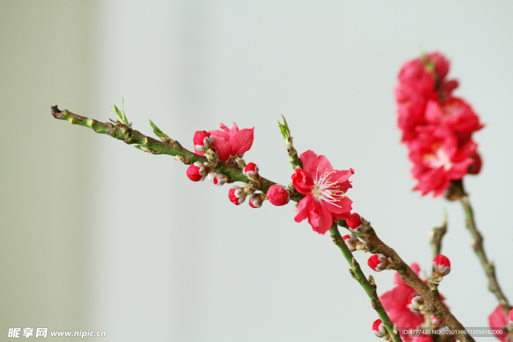 桃花