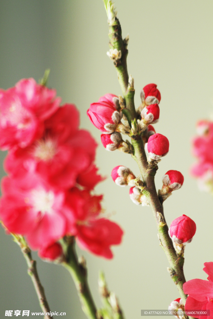 桃花