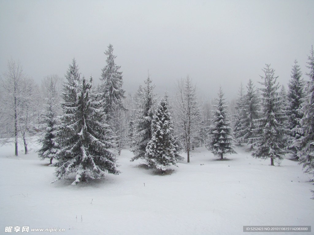 冬季雪松