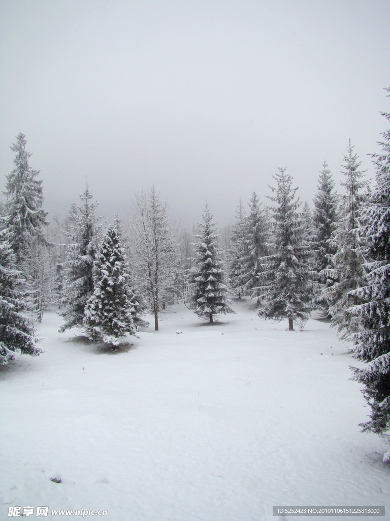 冬季雪松