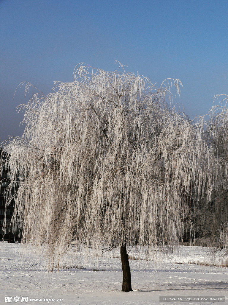 冬天雪树