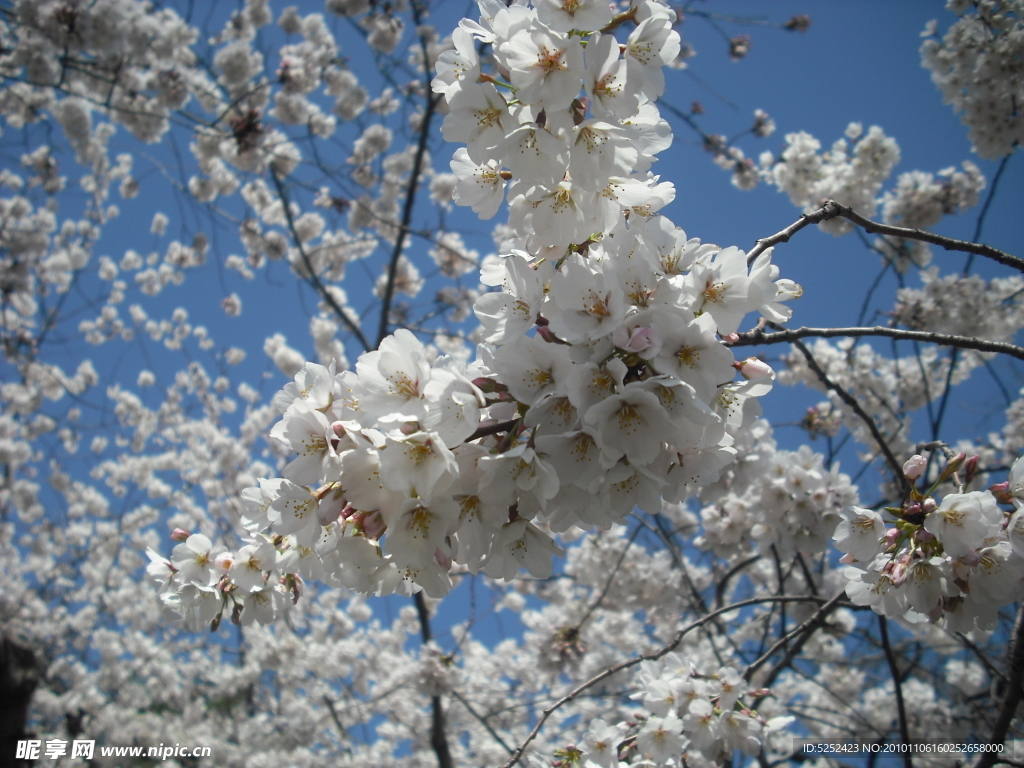 樱花