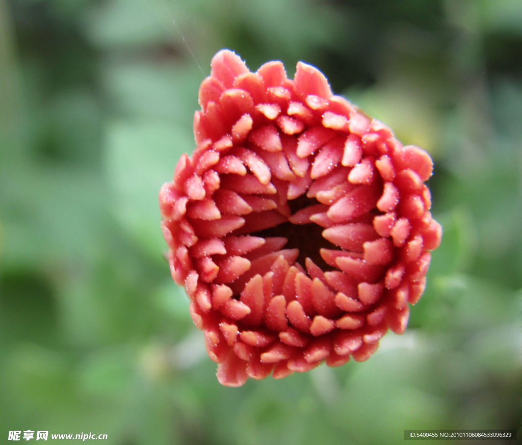 菊花花蕾