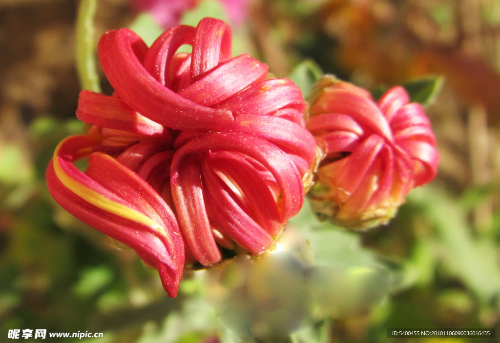 菊花花蕾