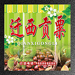 迁西贡粟