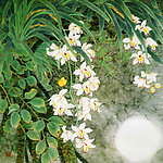 香远溢清