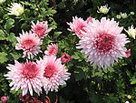 菊花图片