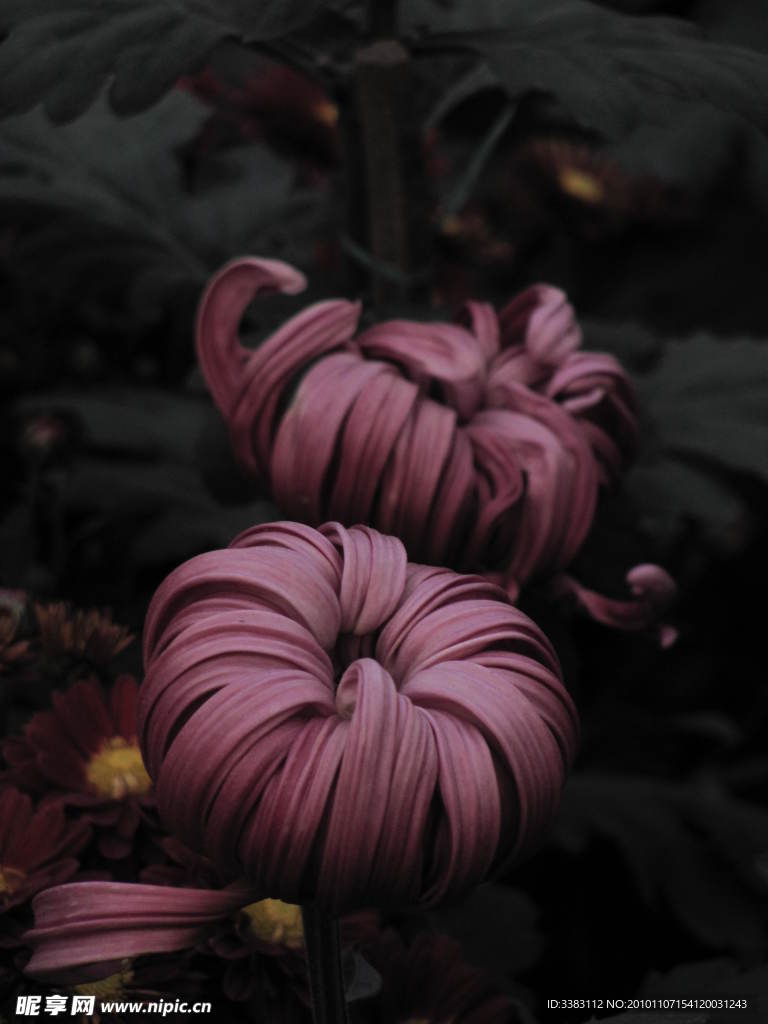 雏菊