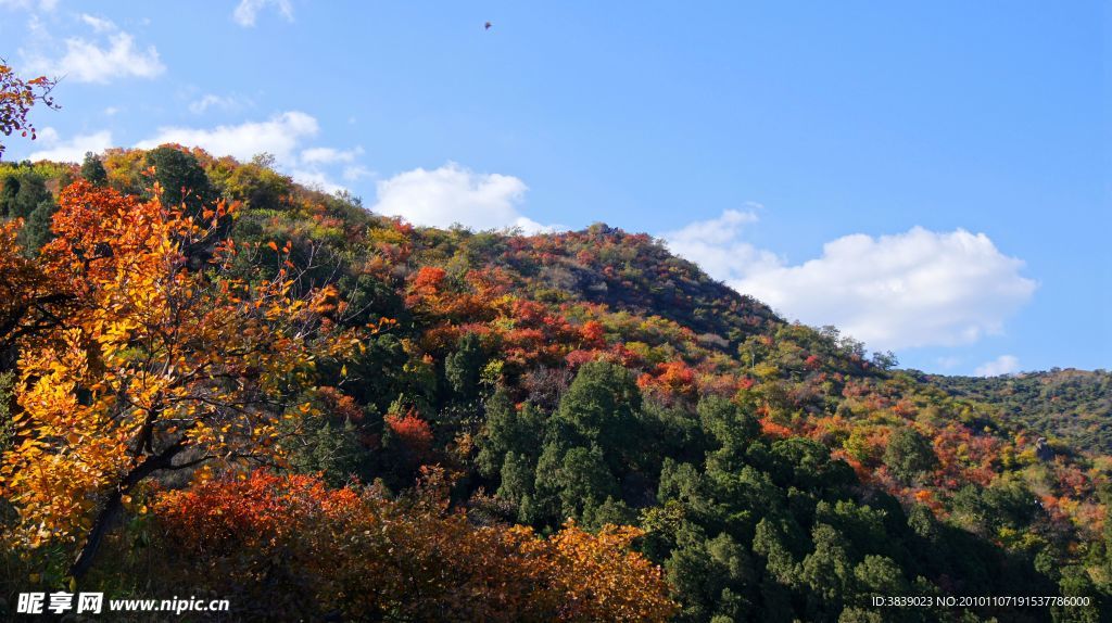 秋染香山