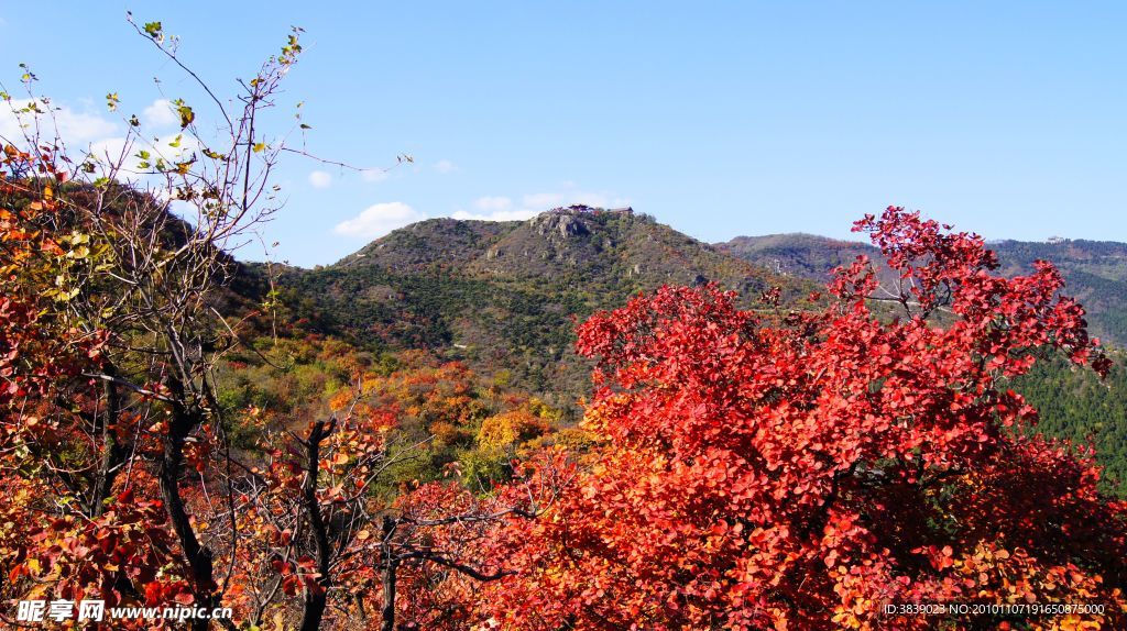 香山红叶