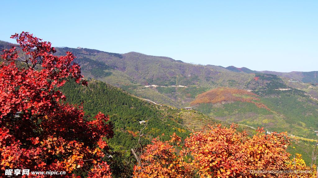 香山红叶