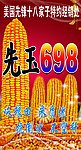 先玉698背景布