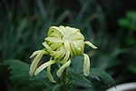 昆明大观楼金秋菊花展摄影图片