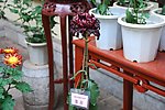 昆明大观楼金秋菊花展摄影图片