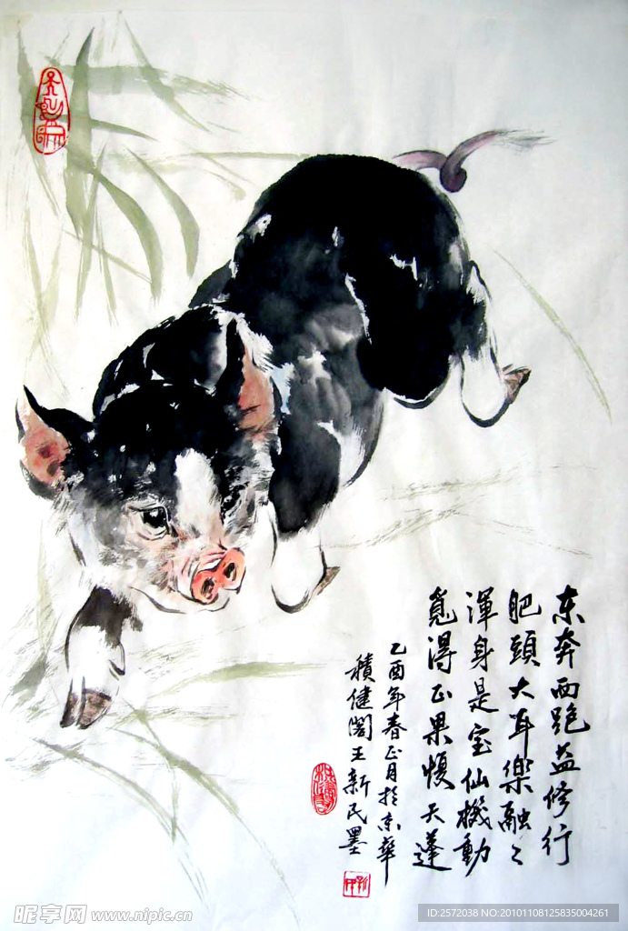 黑猪