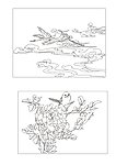 鸟的世界
