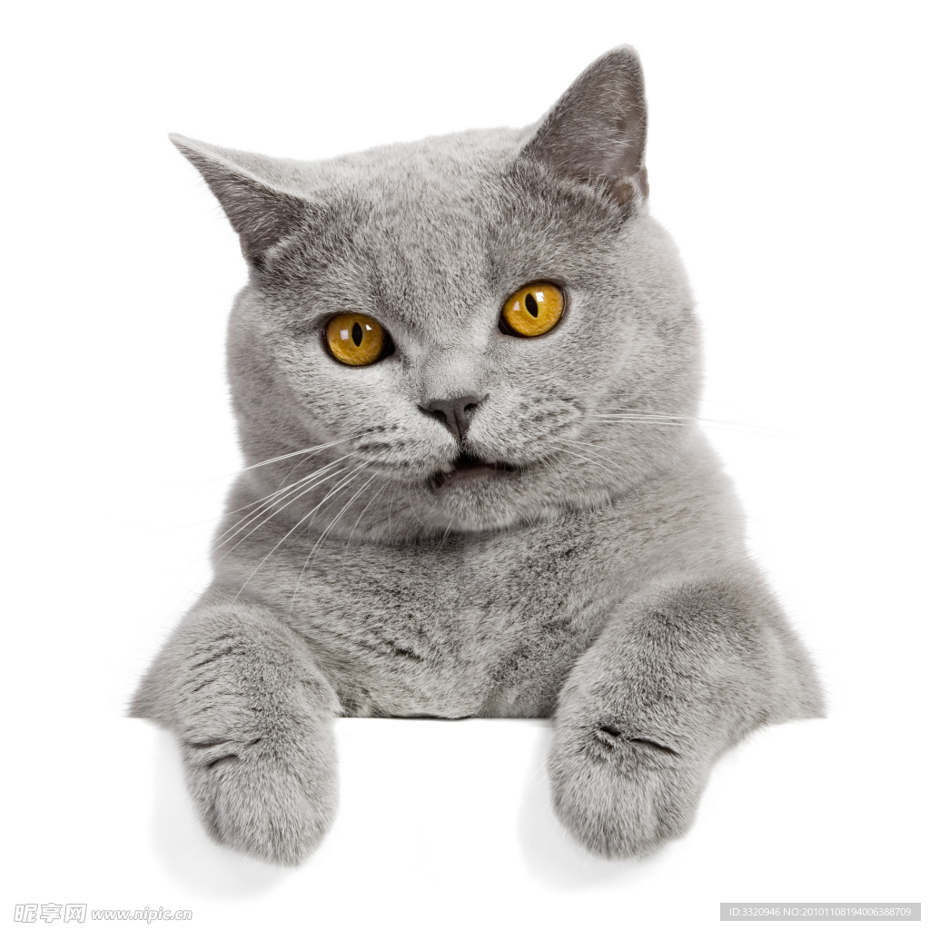 可爱的小猫