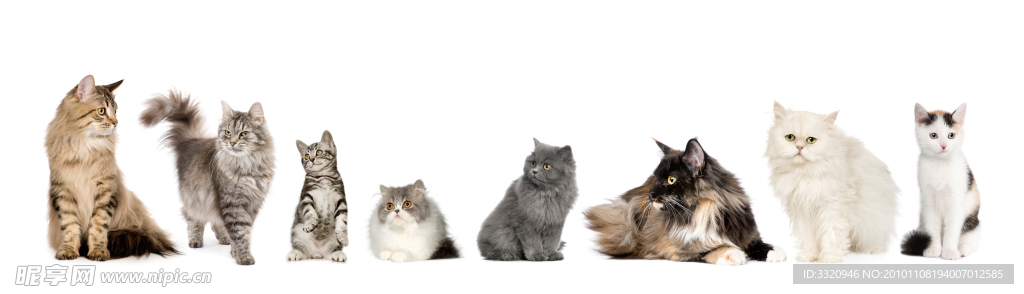 可爱的小猫