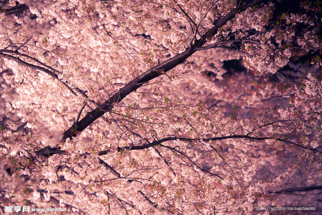 樱花