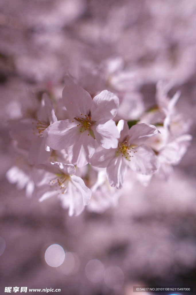 樱花