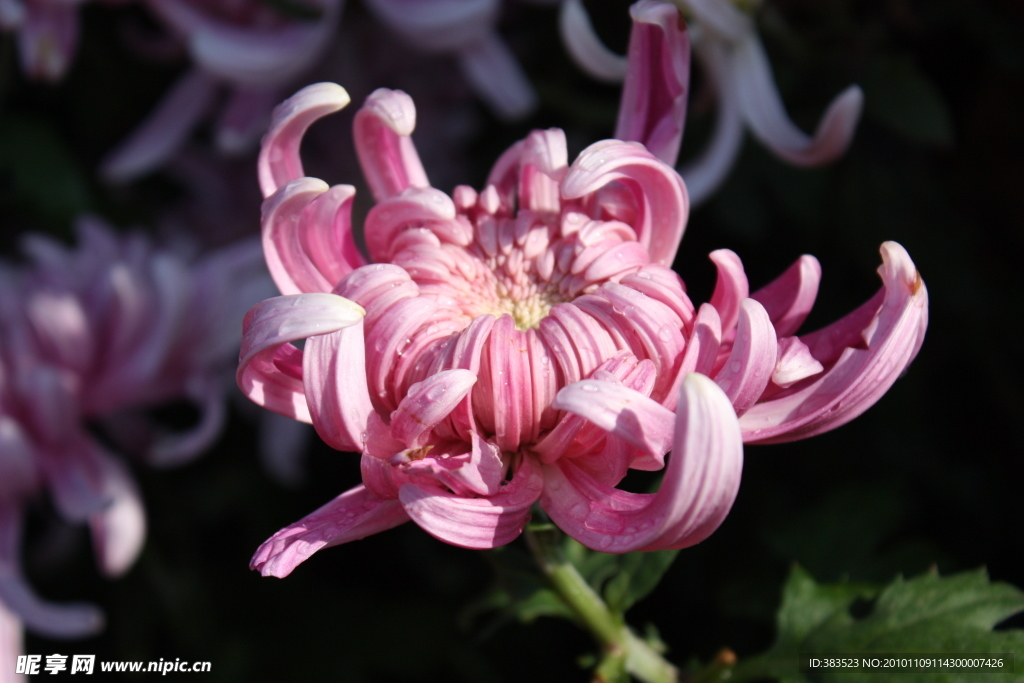 菊花展菊花