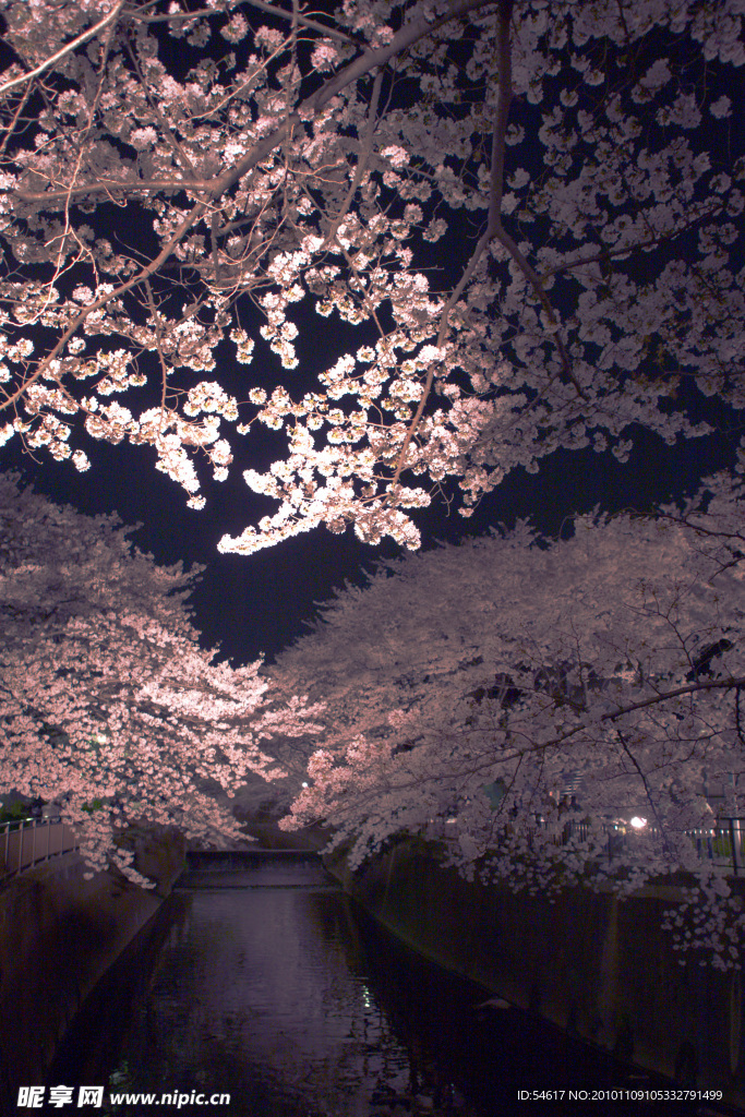樱花