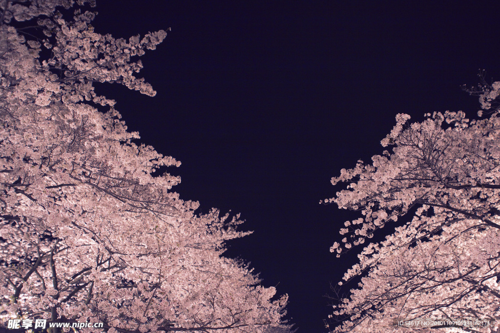 樱花