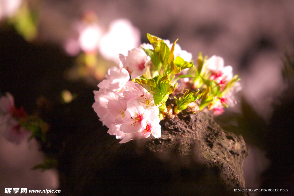 樱花