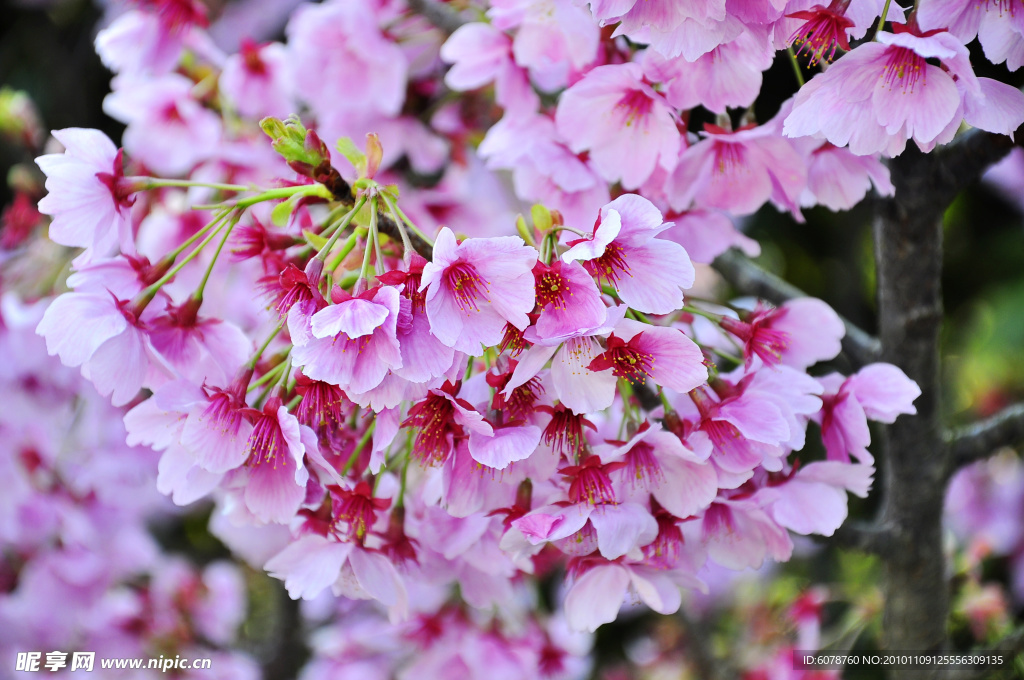 花束