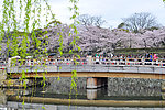 桥与樱花