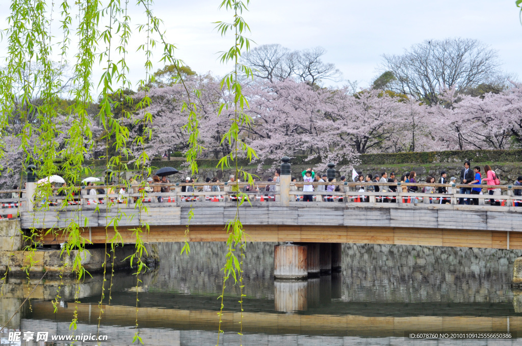 桥与樱花