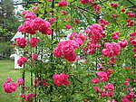 漂亮的花墙