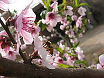 蜜蜂和桃花