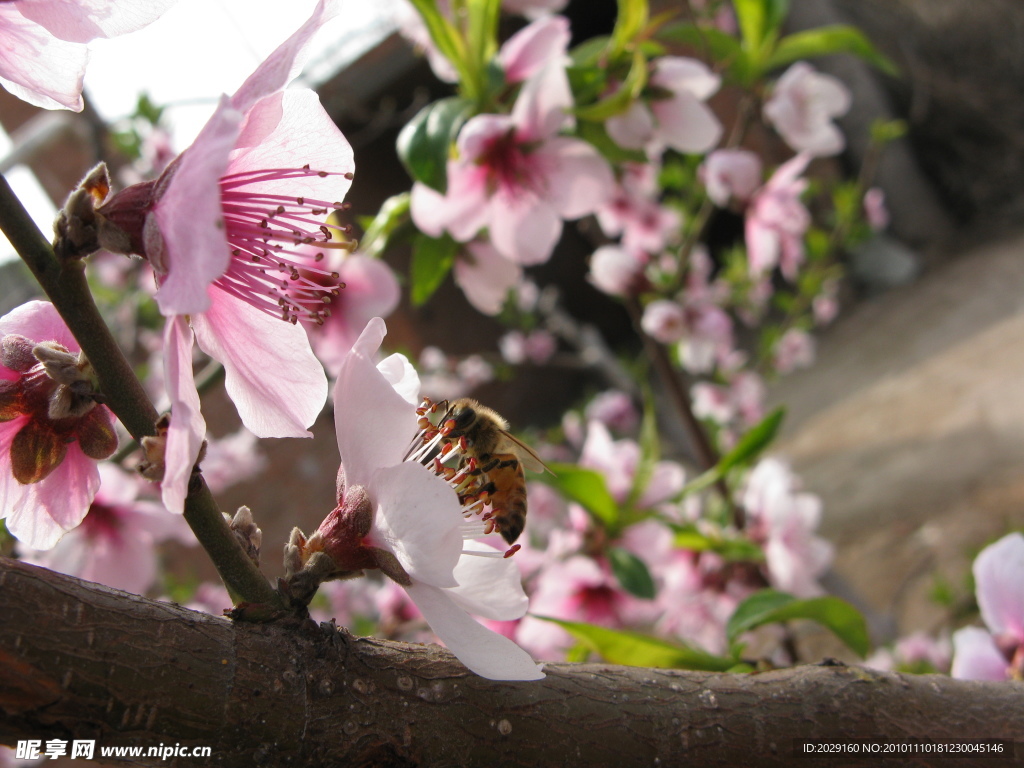 蜜蜂和桃花