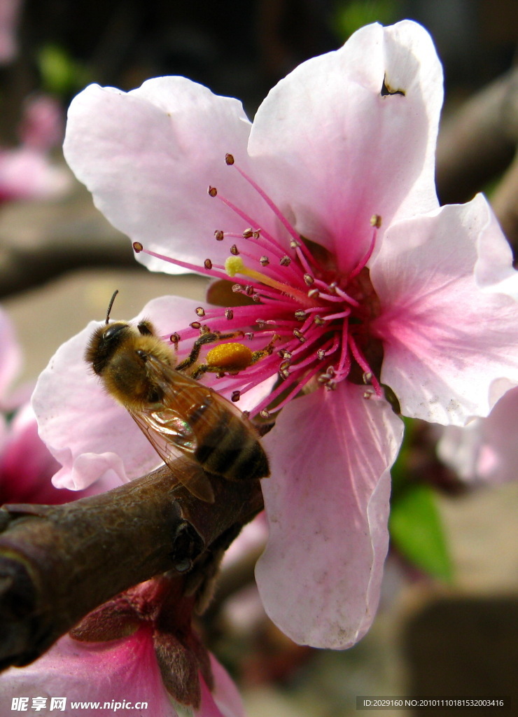 蜜蜂和桃花