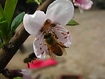 蜜蜂和桃花
