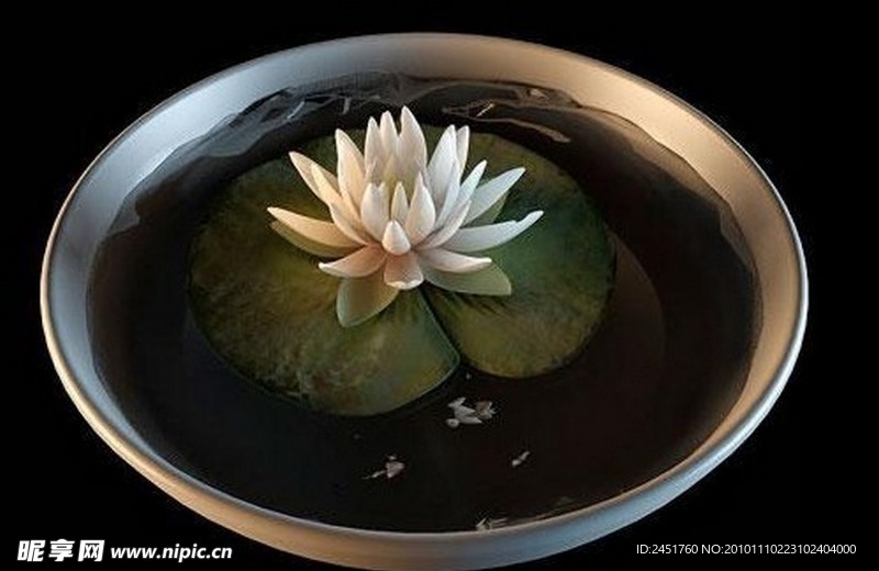 3D模型 植物