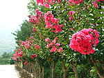 花树