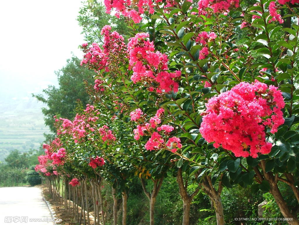 花树