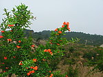 石榴花