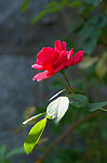 月季花