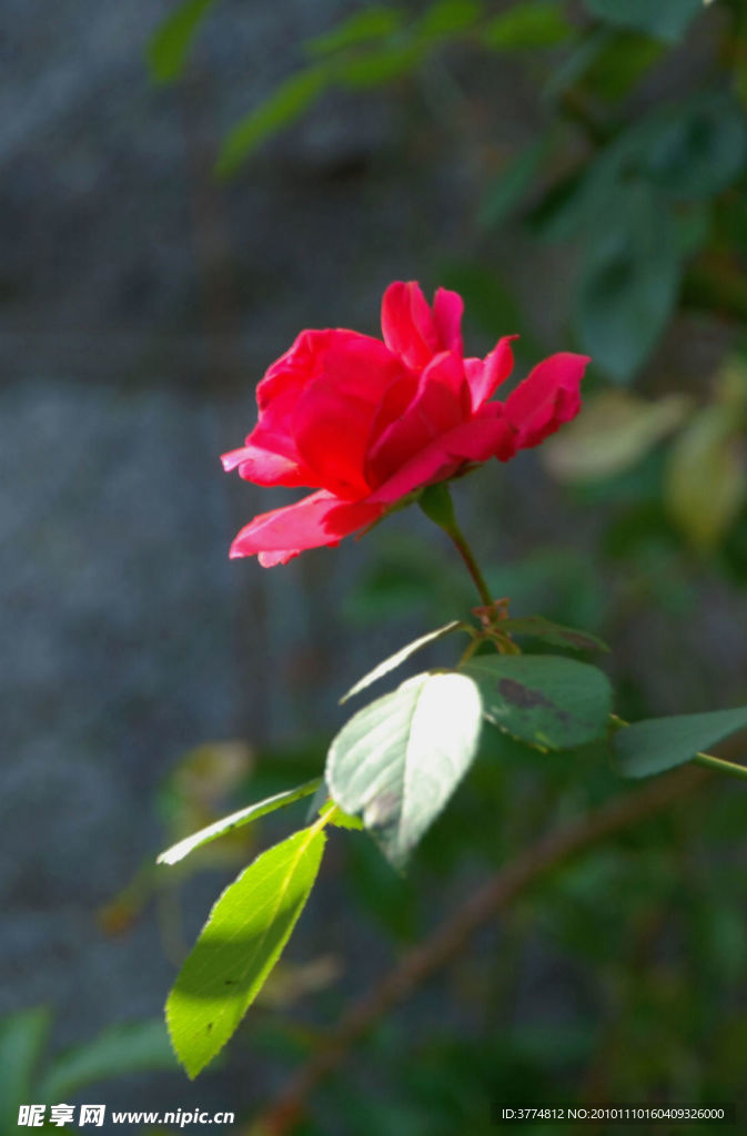 月季花