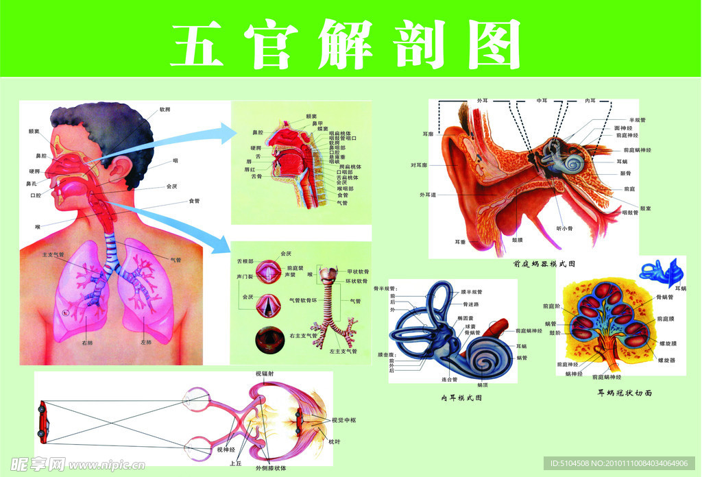 五官解剖图
