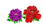 牡丹花（中国之花）