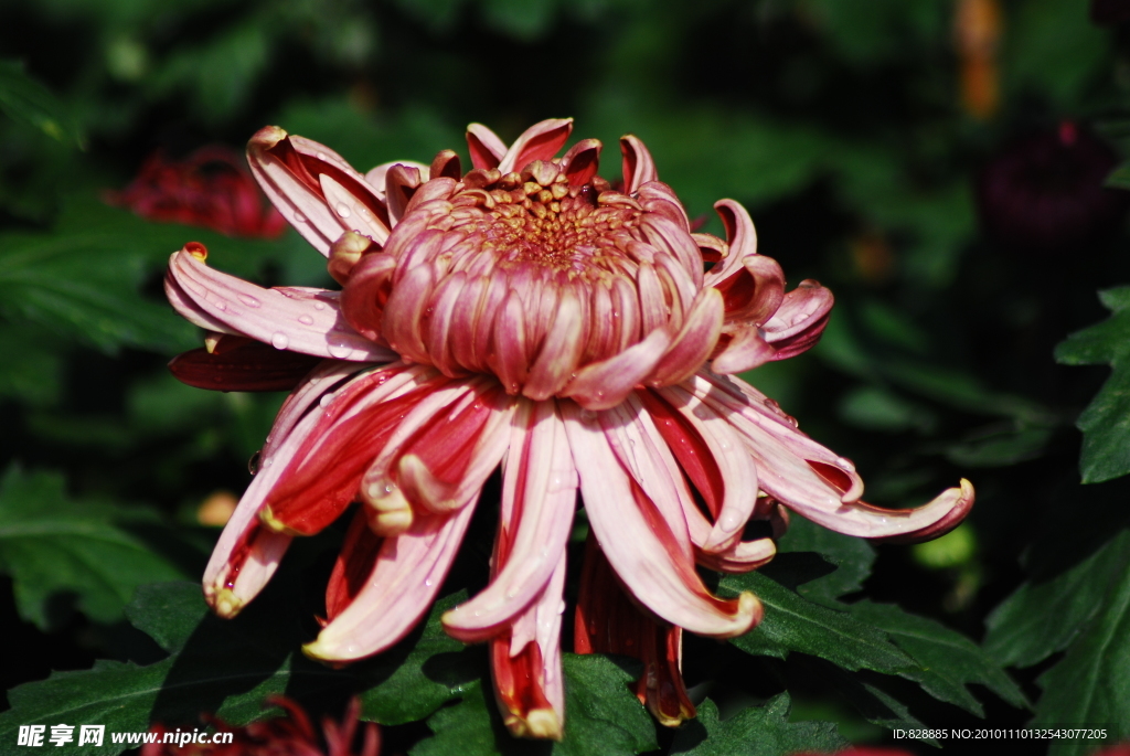 菊花